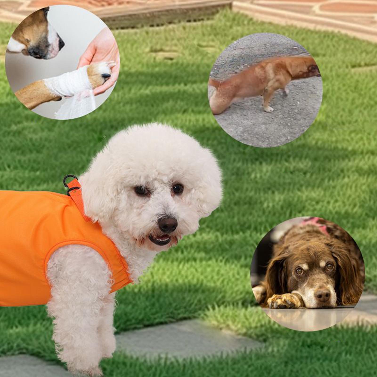 Grand porte-élingue pour chien - Ladder Toss Set avis et prix